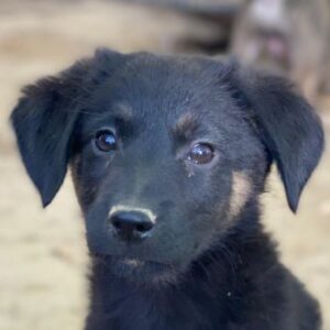 Soufflé – geb. ca. 08/2025