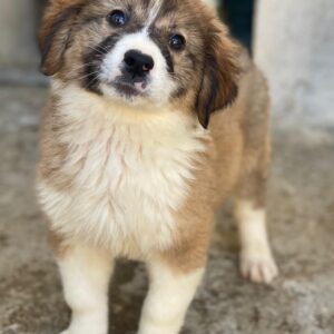 Suvi – geb. ca. 08/2025