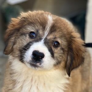 Suvi – geb. ca. 08/2025