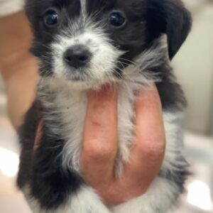 Thelma – geb. ca. 08/2025 – reserviert