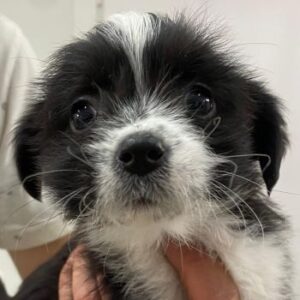 Thelma – geb. ca. 08/2025 – reserviert