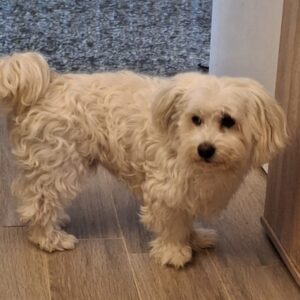 Tony – geb. ca. 11/2019 – reserviert