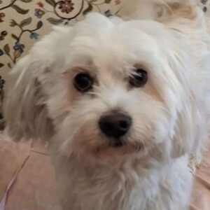 Tony – geb. ca. 11/2019 – reserviert