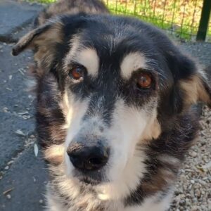 Toula – geb. ca. 04/2015