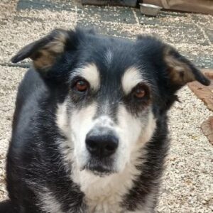 Toula – geb. ca. 04/2015