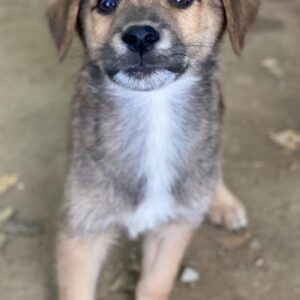 Trüffel – geb. ca. 08/2025