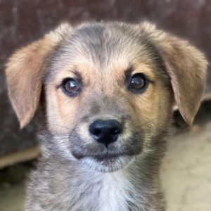 Trüffel – geb. ca. 08/2025