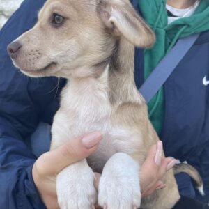 Vincenta – geb. ca. 08/2025