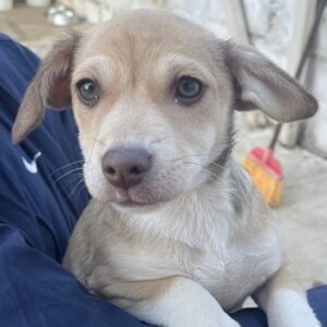 Vincenta – geb. ca. 08/2025