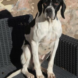 Attila – geb. ca. 08/2024 – 67735 Mehlbach