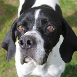 Attila – geb. ca. 08/2024 – 67735 Mehlbach