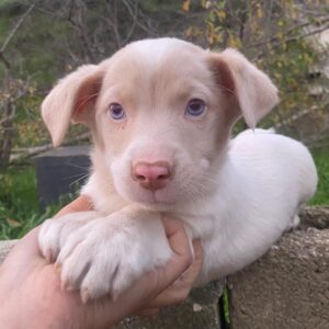 Balisto – geb. ca. 10/2025 – reserviert