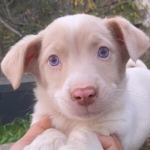 Balisto – geb. ca. 10/2025 – reserviert