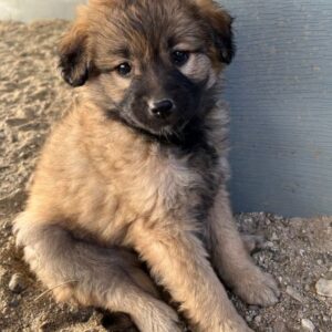 Beppel – geb. ca. 09/2025 – reserviert