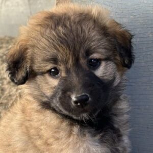 Beppel – geb. ca. 09/2025 – reserviert