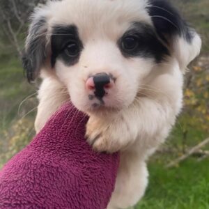 Corny – geb. ca. 10/2025 – reserviert