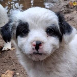 Corny – geb. ca. 10/2025 – reserviert