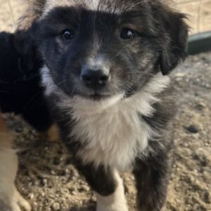 Faro – geb. ca.09/2025 – reserviert