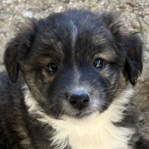 Faro – geb. ca.09/2025 – reserviert