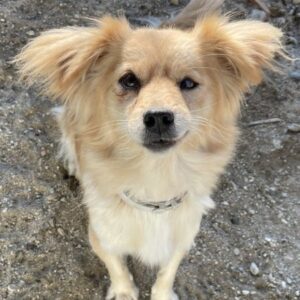 Gremlin – geb. ca. 11/2021 – reserviert