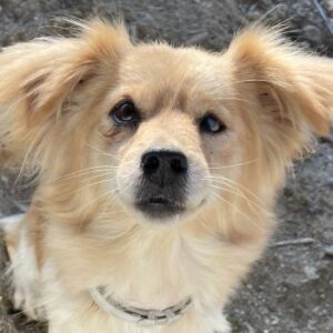 Gremlin – geb. ca. 11/2021 – reserviert