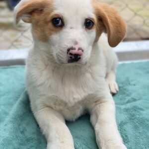 Haku – geb. ca. 08/2025