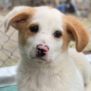 Haku – geb. ca. 08/2025