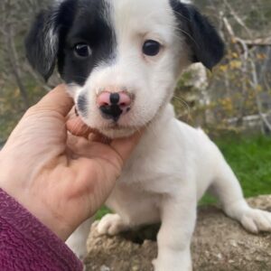 Hanuta – geb. ca. 10/2025 – reserviert