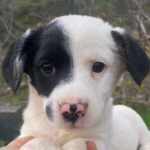 Hanuta – geb. ca. 10/2025 – reserviert