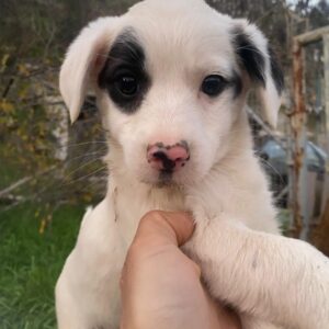 Katjes – geb. ca. 10/2025 – reserviert