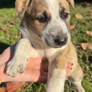 Kiara – geb. ca. 09/2025