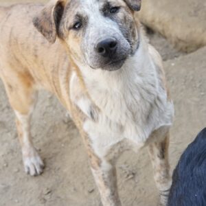 Kiara – geb. ca. 09/2025