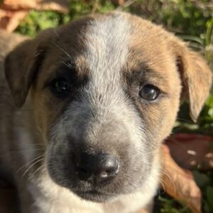 Kiara – geb. ca. 09/2025