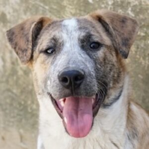 Kiara – geb. ca. 09/2025