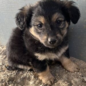 Knöpfchen – geb. ca. 09/2025 – reserviert