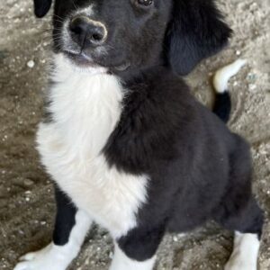 Lotti – geb. ca. 07/2025