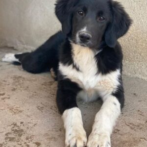 Lotti – geb. ca. 07/2025