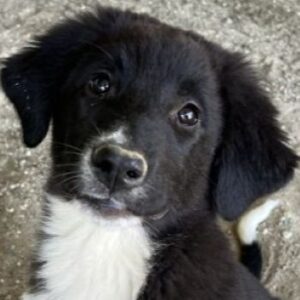 Lotti – geb. ca. 07/2025