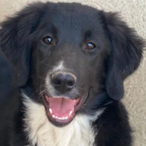 Lotti – geb. ca. 07/2025