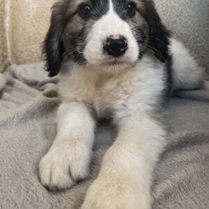 Malor – geb. ca. 09/2025