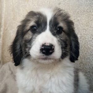 Malor – geb. ca. 09/2025