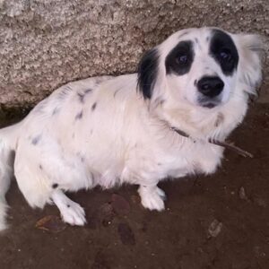 Marabou – geb. ca. 12/2023