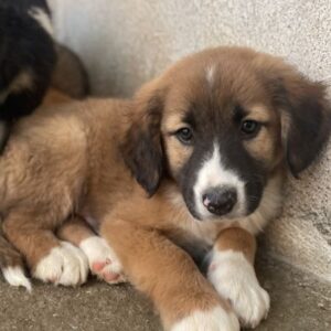 Mirok – geb. ca. 09/2025 – reserviert