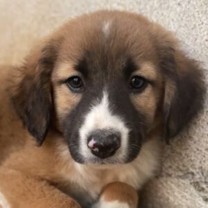 Mirok – geb. ca. 09/2025 – reserviert