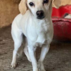 Morwen – geb. ca. 11/2023 – reserviert