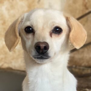 Morwen – geb. ca. 11/2023 – reserviert