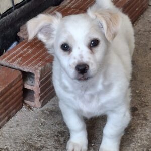 Nerian – geb. ca. 09/2025 – reserviert