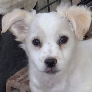 Nerian – geb. ca. 09/2025 – reserviert