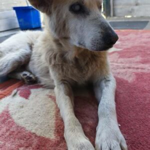 Pipina – geb. ca. 06/2014