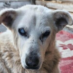 Pipina – geb. ca. 06/2014